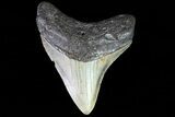 Fossil Megalodon Tooth - North Carolina #80833-1